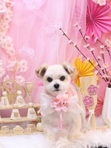 20250321だんごくん